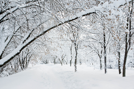 trees in the snow in winter in a city parkの写真素材