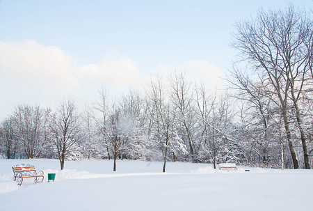 benches and trees in the snow in winterの写真素材