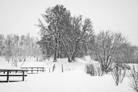 winter day in the city park black and whiteの写真素材