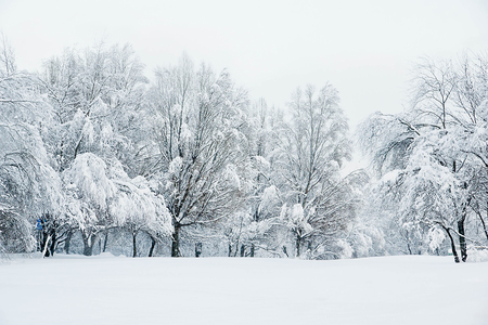 different trees under snow and snowy meadow in winterの写真素材