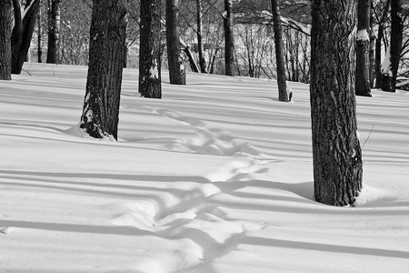 footprints in snow among the trees black and whiteの写真素材