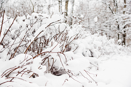bushes under the snow in a city parkの写真素材