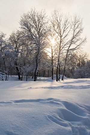trees under snow and sun in a parkの写真素材