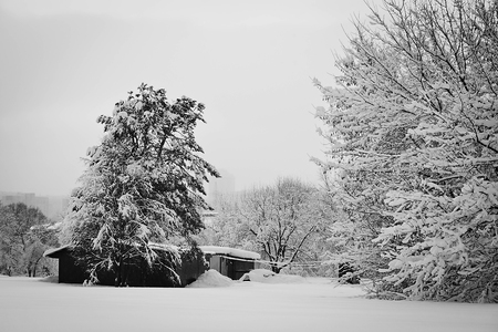 house and trees in the snow in winter black and whiteの写真素材