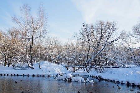 wooden bridge and ducks on the river in winter parkの写真素材