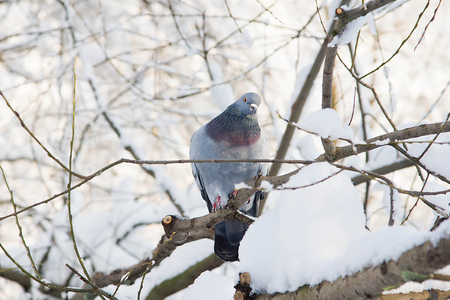 dove on snowy branches in a winter dayの写真素材