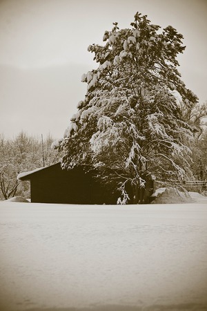 house and trees in the snow in winterの写真素材