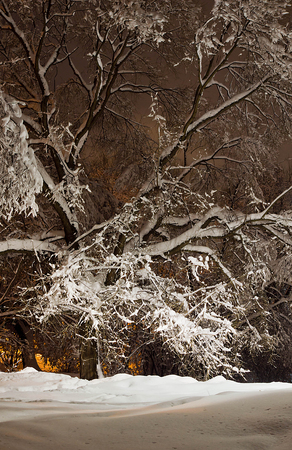 trees and light of street lamps in winterの写真素材