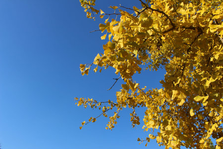 Yellow leaves and blue sky