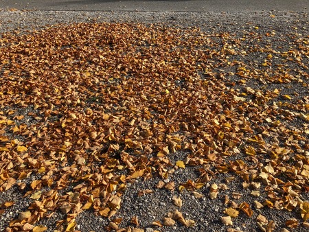 autumn tree leaves are lying on the groundの写真素材