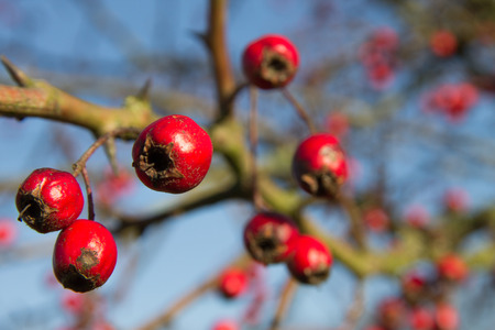rode bes, meidoornの写真素材