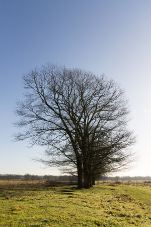 herfstbomen tegen blauw luchtの写真素材