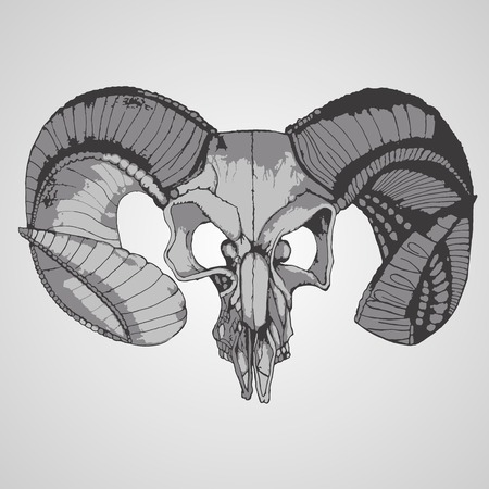 vector hand-drawn illustration skull of a sheep with big hornsのイラスト素材