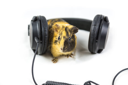 guinea pig with headphones