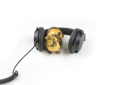 guinea pig with headphonesの写真素材