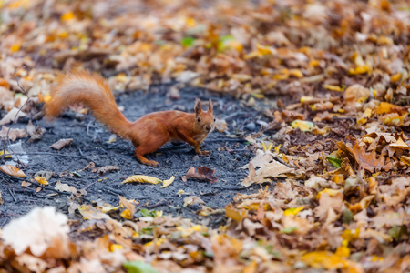 Squirrel on the groundの写真素材