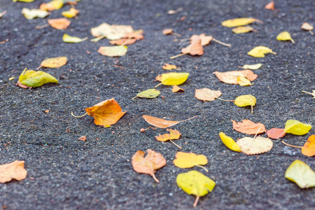 Wet colorful autumn foliage on the road