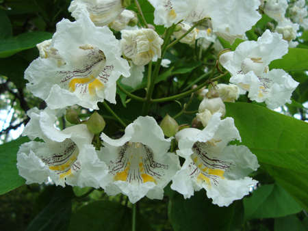 White flowersの写真素材