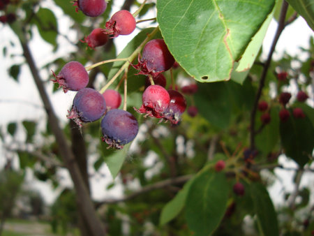 Berries