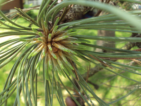 Pine Needles