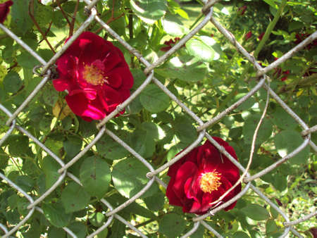 Roses Twoの写真素材