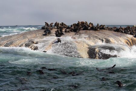 waves crashing on rocks with sealionsの写真素材