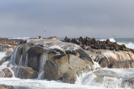 Waves crashing on rocks with sealionsの写真素材