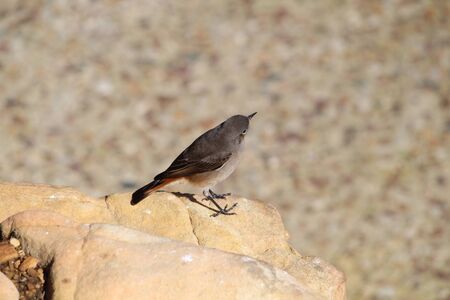 Small brown bird sitting on the stoneの写真素材