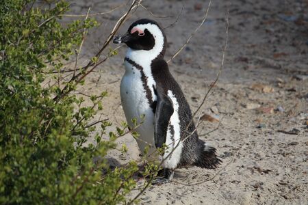 Penguin on the beach south africaの写真素材