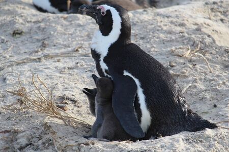 Penguin with two babies on the beach South Africaの写真素材