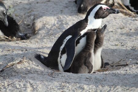 Penguin with two babies on the beach South Africaの写真素材