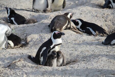 Penguin with two babies on the beach South Africaの写真素材