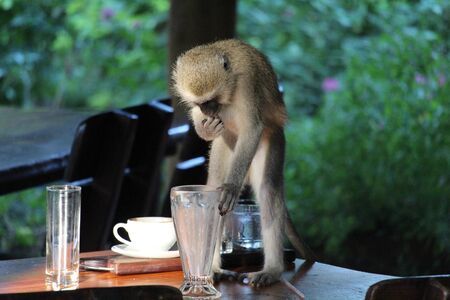 Monkey eating on the tableの写真素材