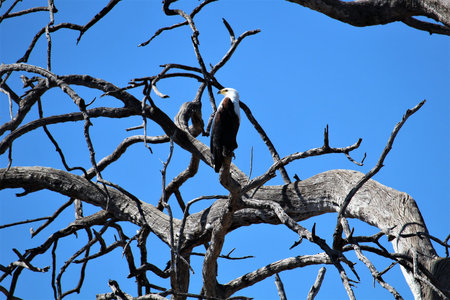 White head African eagle on the tree Chobe Botswana