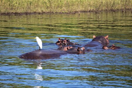 Hippopotamus with heron in the river Chobe Botswanaの写真素材