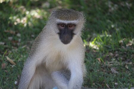 Monkey baby in the bush close-upの写真素材