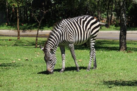 Zebra animal in a wildの写真素材
