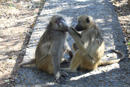 Two monkeys in the forest on the path