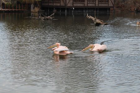Rose pelican birds in the water zoo of Budapestの写真素材
