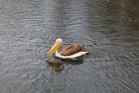 Pelican bird in the water zoo of Budapestの写真素材