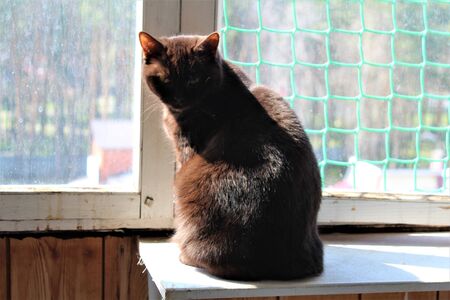 Dark brown cat sitting on the balcony near windowの写真素材