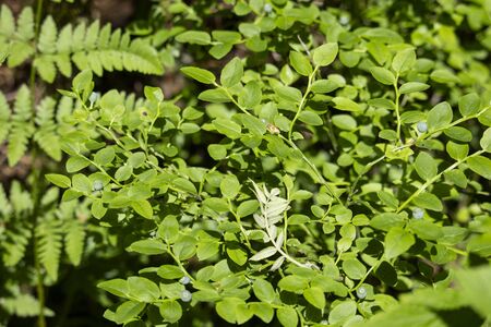 Blueberry bush in the forest close-upの写真素材