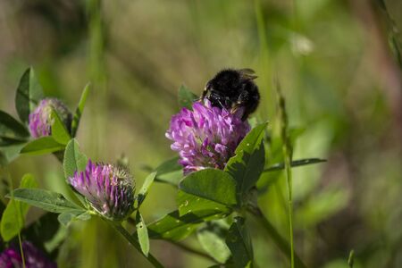 Bumblebee eating on the rose clover flower close-upの写真素材
