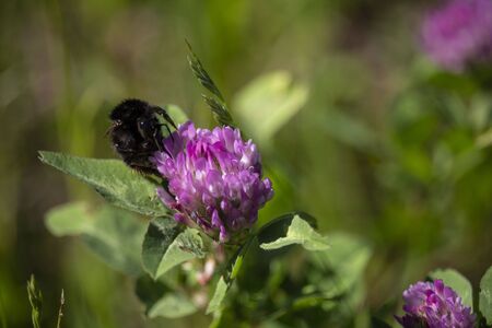 Bumblebee eating on the rose clover flower close-upの写真素材