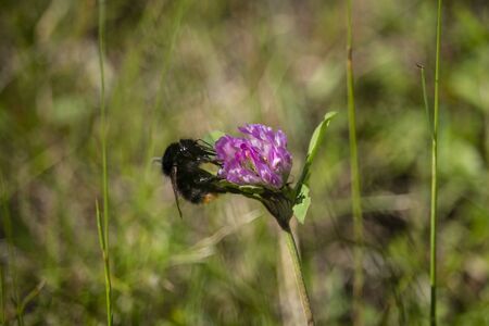Bumblebee eating on the rose clover flower close-upの写真素材