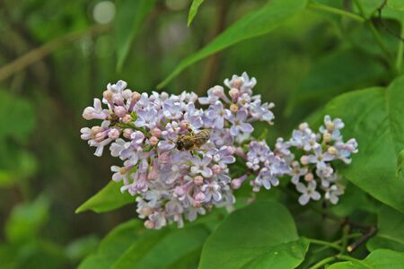 White lilac blooming with bee eating close-upの写真素材
