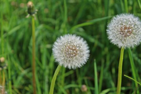 Two white dandelion flowers close-upの写真素材