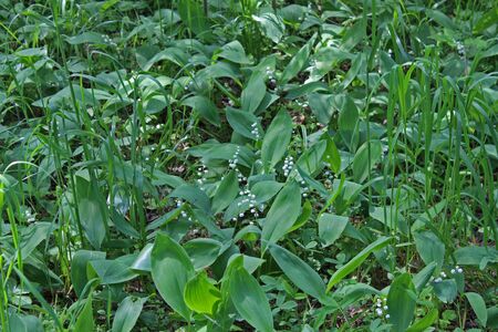 Lawn of white lily flowers bloomingの写真素材