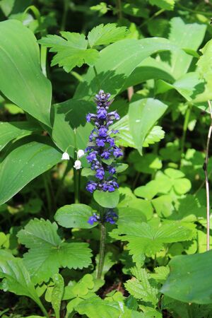Blue white flowers blooming in parkの写真素材