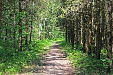 Straight sunny path in green forestの写真素材